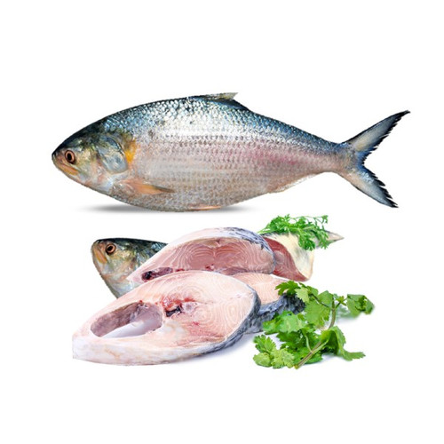 Fresh Premium Ilish Diamond Harbour